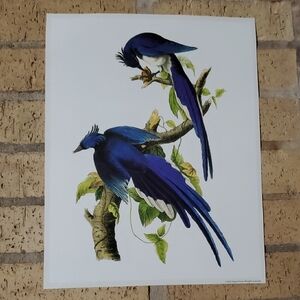 Columbia Magpie or Jay Poster by John James Audubon, 1840 - 1843